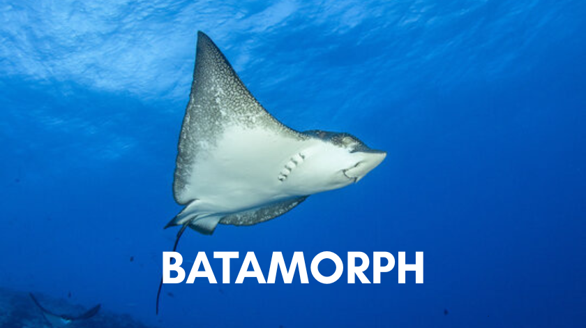 batamorph